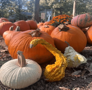 Emmanuel's Pumpkin Patch in Memphis